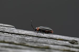 2025-05087813 Ipswitch River Wildlife Sanctuary, MA